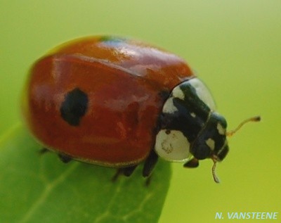 Adalia bipunctata